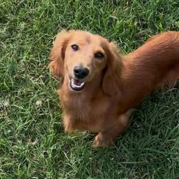 Major - Dachshund