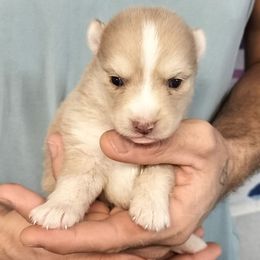 Mariah - Wolf sable female Pomsky puppy in Spring Hill, Florida from PDQ Pomskies