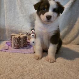 Kaixo (Kysho) - Red tri-color female Australian Shepherd puppy in Athol, Idaho from ShorDu