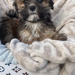 Girl 2 - Red gold female Lhasa Apso puppy in Charlotte, North Carolina from Toy Poodle and Maltese Perfection