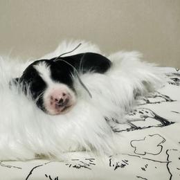 Aussiedoodle and Miniature Australian Shepherd Puppies from The Finished Dog