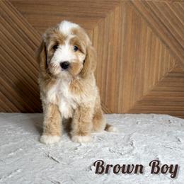 Brown Boy - Red male Bernedoodle puppy in Modesto, California from Two Doods Doodles