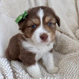 Cupid - Red tri-color female Miniature American Shepherd puppy in Henrietta, New York from Morning Glory Minis