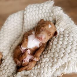 Dock - Red  male Goldendoodle puppy in Syracuse, Indiana from The Doodle Cove