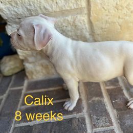 American Staffordshire Terrier Puppies from Winterwood Amstaffs