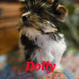 Dolly - Parti female Yorkshire Terrier puppy in Zuni, Virginia from Serendipity Yorkies