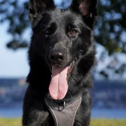 German Shepherds from Fluffy Haus