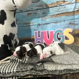 Miniature Schnauzer Puppies from LIZ FANCY SCHNAUZERS