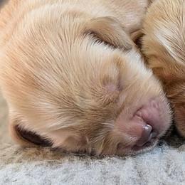 Boy 1 - Golden male Golden Retriever puppy in Kittanning, Pennsylvania from Shadomoon