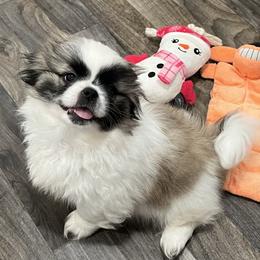 Full AKC-Gremmie - Ready Now - Fawn sable male Pekingese puppy in Pennsylvania from Triple I Pekes