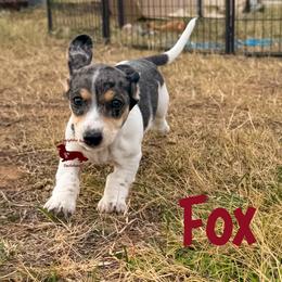 Fox - Piebald male Dachshund puppy in Seguin, Texas from Good Neighbor Ranch Dachshunds
