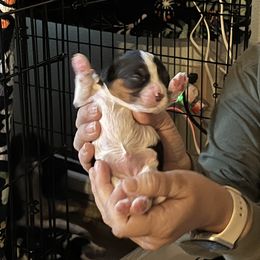 Cavalier King Charles Spaniel Puppies from Foster Cavaliers