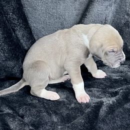 Grey - Blue and white female Great Dane puppy in Aspers, Pennsylvania from Elja Danes