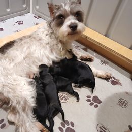 Phantom - Black and tan male Schnoodle puppy in Andalusia, Alabama from Kaleidoscope Kennels