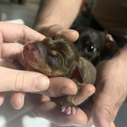 Duke - Chocolate and tan male Dachshund puppy in Nevada, Missouri from Lee's Backroad Fur Babies
