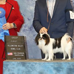 Daisy - Japanese Chin