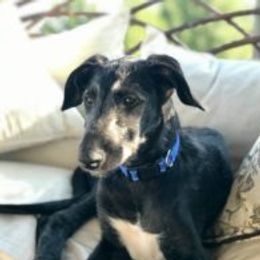 Scottish Deerhounds from Blue Moon Scottish Deerhounds