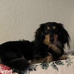 Dachshunds from T & J Lewis Dachshunds