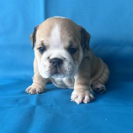 Lola - Fawn and white female Bulldog puppy in Lutz, Florida from Romanov’s  Bulldogs