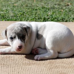 Amaranth - White and blue brindle female Whippet puppy in Gentry, Arkansas from Mardel Robeson of Mulberry Hollow Whippets