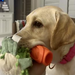 Labrador Retriever Puppies from A. Hansen Labradors