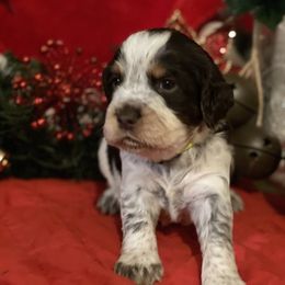 English Springer Spaniel Puppies from Powers English Springer Spaniels
