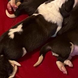 Boy 9 - Red and white male Saint Bernard puppy in New Sharon, Maine from KP Saint Bernards
