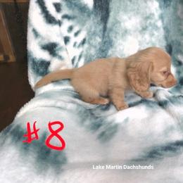 Cream Boy - Cream male Dachshund puppy in Jackson's Gap, Alabama from Lake Martin Doxies