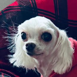 Tootsy - White female Maltese puppy in Snowville, Utah from Navabo Diamond