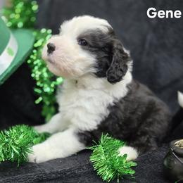 Gene - Gray and white male Old English Sheepdog puppy in Sutherlin, Oregon from Sapphire Eyes Sheepdogs