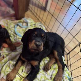 Girl 3 - Black and tan female Gordon Setter puppy in Saint Francis, Minnesota from Jodi's Kennel