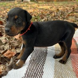 Audrey - Black and rust female Doberman Pinscher puppy in Toney, Alabama from Bhon Mhuir Dobermanns