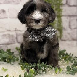 Zirconium - Blue male Australian Labradoodle puppy in Brush Prairie, Washington from Fancy Pants Labradoodles