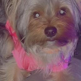 Yorkshire Terriers from My Yorkies