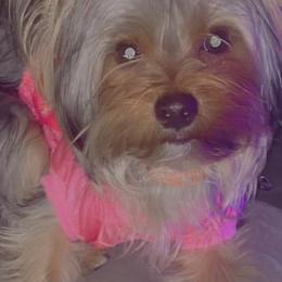 Yorkshire Terriers from My Yorkies