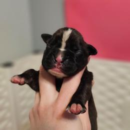 Blaze - Brindle male Boxer puppy in East Moline, Illinois from WildRiver Boxers