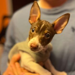 Rat Terriers and Teddy Roosevelt Terriers from Wiggle Wag Kennels