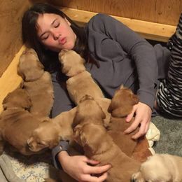 Golden Retriever Puppies from Goldens of Hamm Hollow