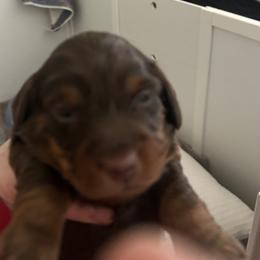 Oaklee - Black and tan female Dachshund puppy in Carthage, Indiana from Chocklett Farm Dachshund
