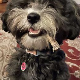 Havanese All Grown Up from HavtaHavRhavanese