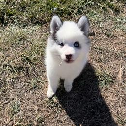 Santana - White female Pomsky puppy in Mc Minnville, Oregon from West Coast Pomskies