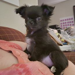 Chihuahua Puppies from Elegant Exotic Chihuahua's
