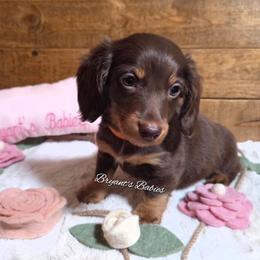 Clover - Chocolate and tan female Dachshund puppy in Webb, Alabama from Bryant's Babies