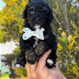 Nick - Tri-color male Bernedoodle puppy in Miami, Florida from Jade’s Paws & Co. Of Miami LLC