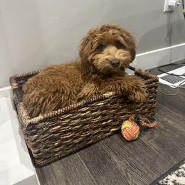 Soft Coated Wheaten Terrier and Whoodle Puppies from Miniature Whoodles & Wheaten terriers Utah