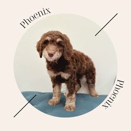 "Available - female" Bernedoodle Puppies from Sunridge Doodles