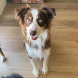 Ivy - Miniature Australian Shepherd