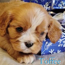 Toffee - Ruby male Cavalier King Charles Spaniel puppy in Rockville, Maryland from Skais the Limit Cavaliers