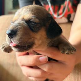 Red boy 3- franky - Red male Dachshund puppy in Lady Lake, Florida from Shotzie Doxie Co.