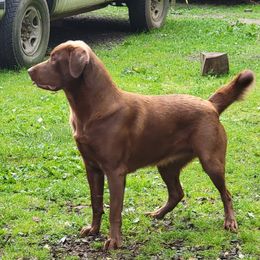 Sage - Labrador Retriever